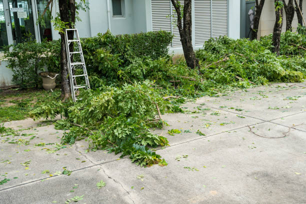 Reliable Brigham City, UT Tree Service Solutions